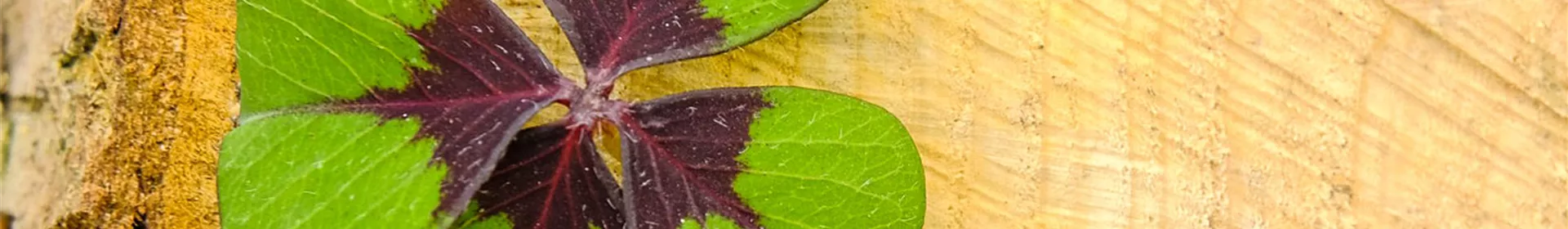 Neujahr - geschlossen - Rosengut Langerwisch Neujahr - geschlossen - Rosengut Langerwisch