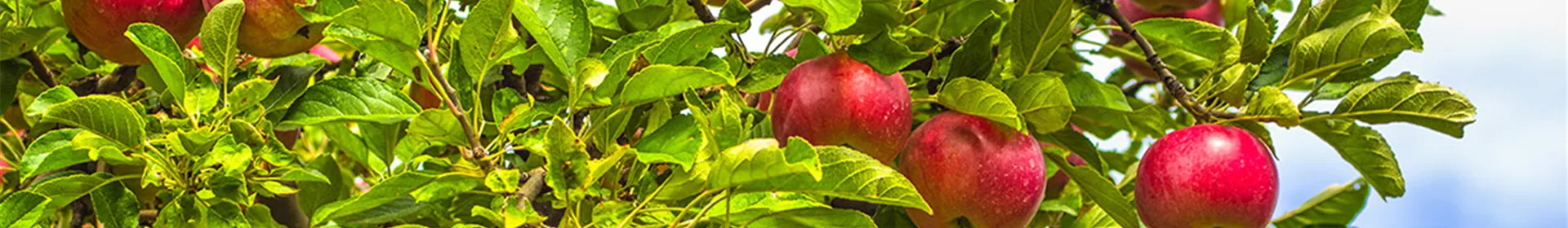 Apfel-Birne-Beratung - Rosengut Langerwisch