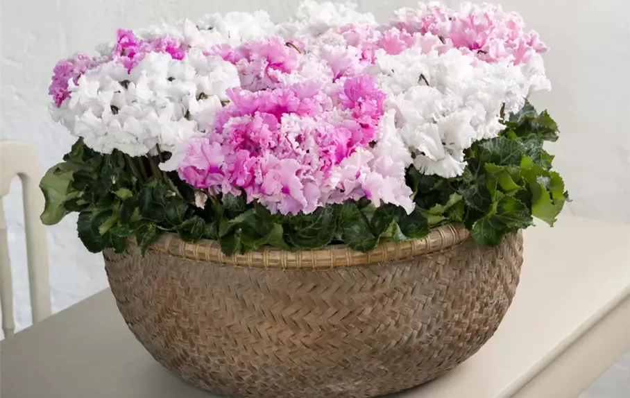 cyclamen_merengue.jpg