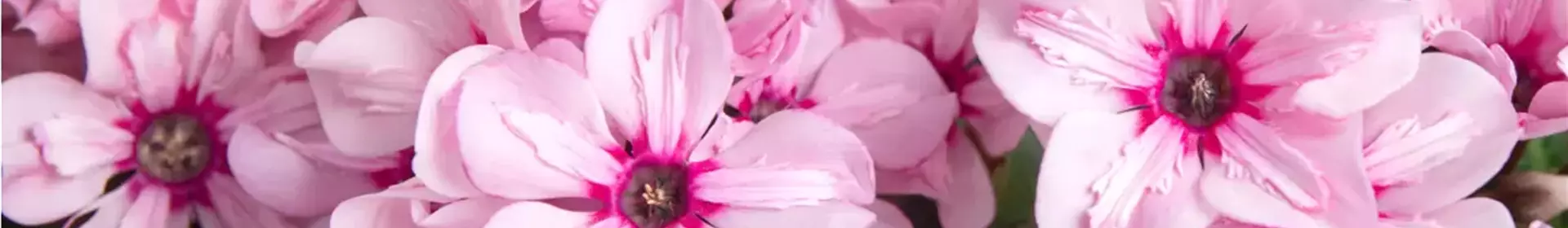Gartentipp im Oktober: Alpenveilchen für Herbst und Winter - Rosengut Langerwisch