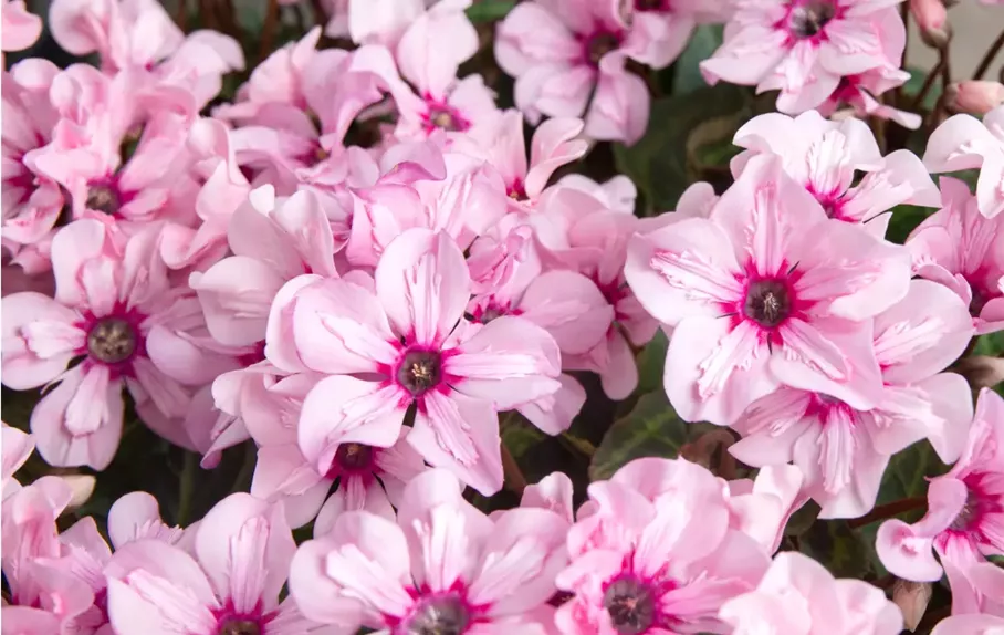 cyclamen_illusia_schoeneveld.webp