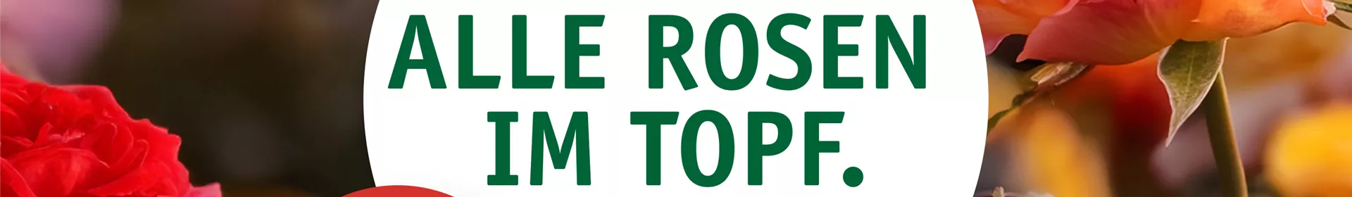 Rosen Pflanzzeit – 20% Rabatt im Oktober - Rosengut Langerwisch