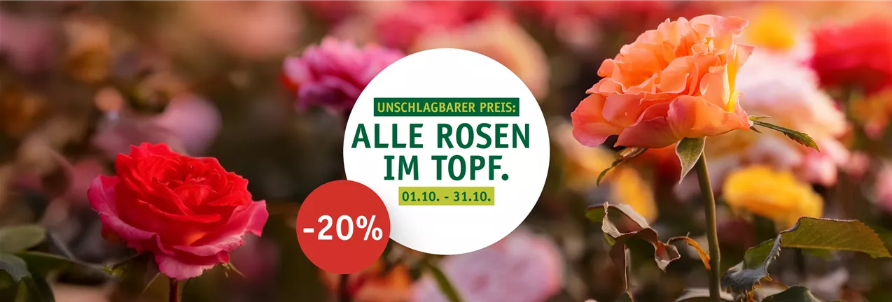Website_Startseite_Rosen_01.png