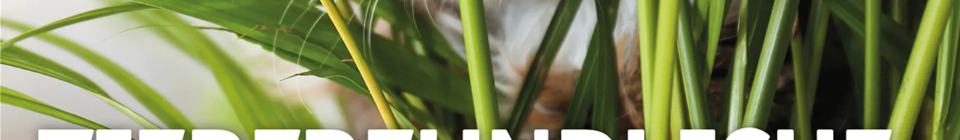 Tierfreundliche Pflanzen 🪴🐈 - Rosengut Langerwisch