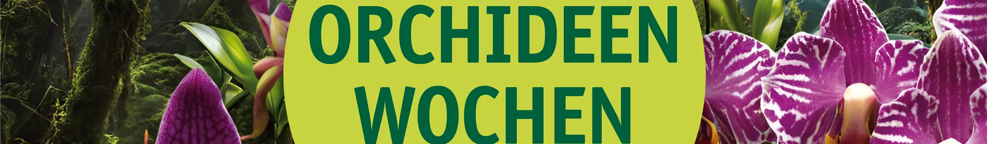 Orchideenwochen vom 16.01.-01.02.2026 - Rosengut Langerwisch