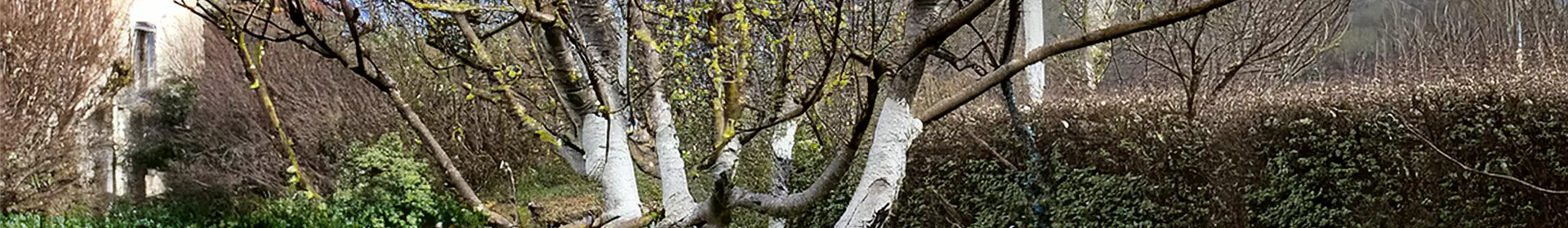 Gartentipp im Dezember: Winterschutz und Zimmerpflanzenpflege - Rosengut Langerwisch
