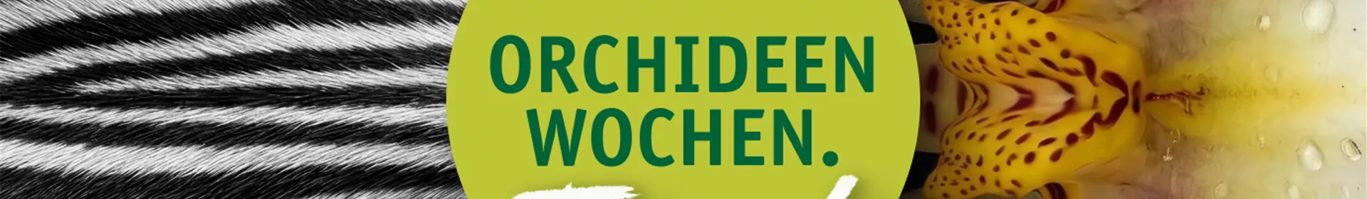 Orchideenwochen vom 16.01.-01.02.2026 - Rosengut Langerwisch