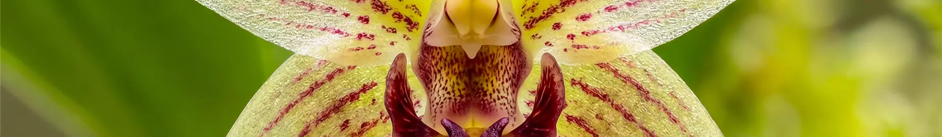 Gartentipp im Januar: Tierisch interessante Orchideen - Rosengut Langerwisch