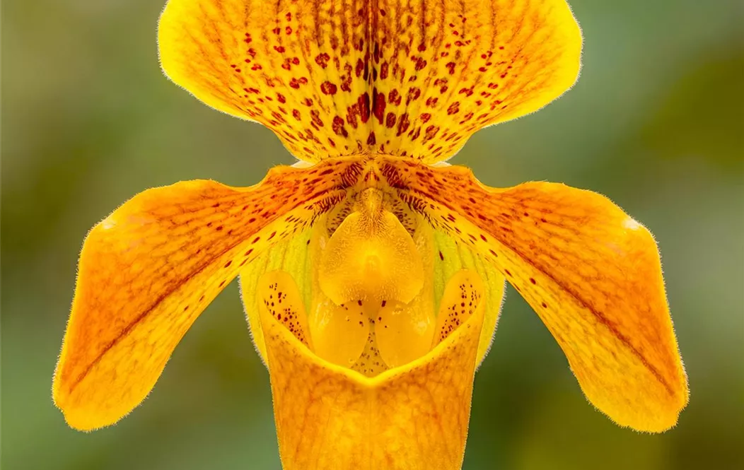 Paphiopedilum armeniacum.jpg