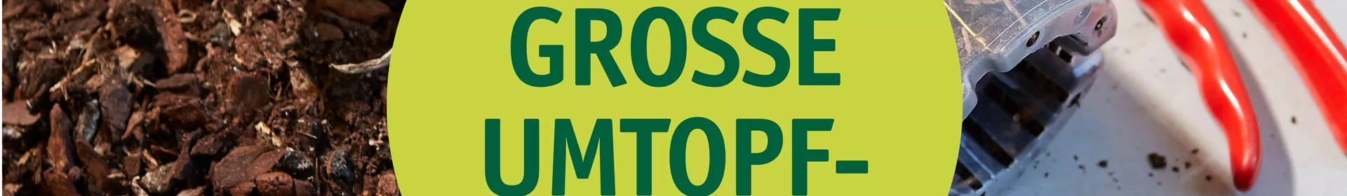 Orchideen umtopfen lassen | Orchideenwochen - Rosengut Langerwisch