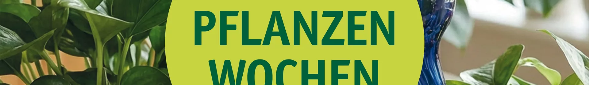 Zimmerpflanzen-Wochen: Farbe und Leben in deinem Zuhause - Rosengut Langerwisch