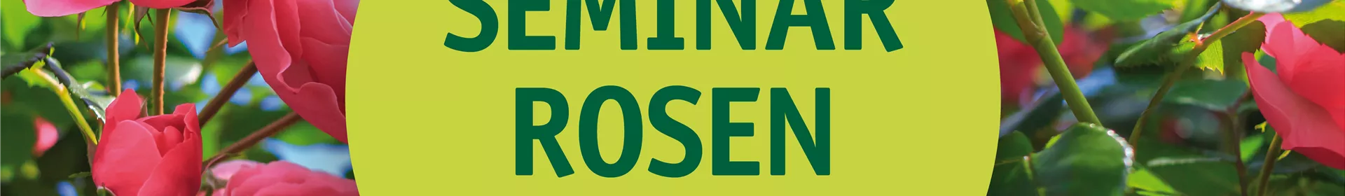  Seminar-Rosen - Rosengut Langerwisch