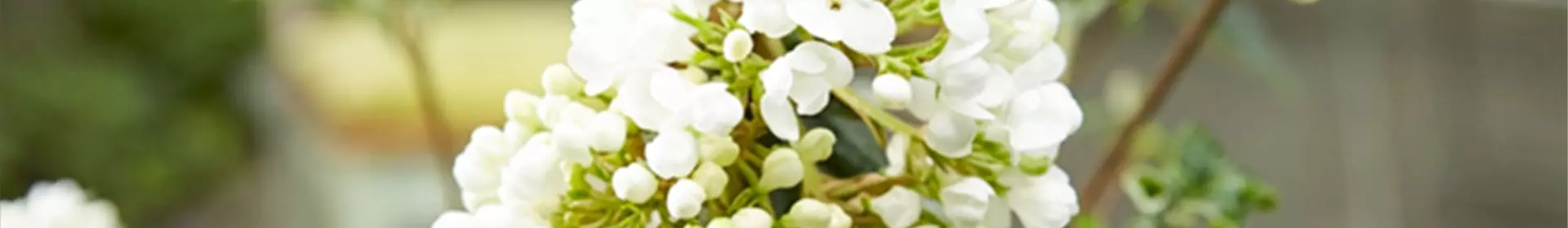 Gartentipp im Februar: Winterblüher für Garten und Insekten - Rosengut Langerwisch