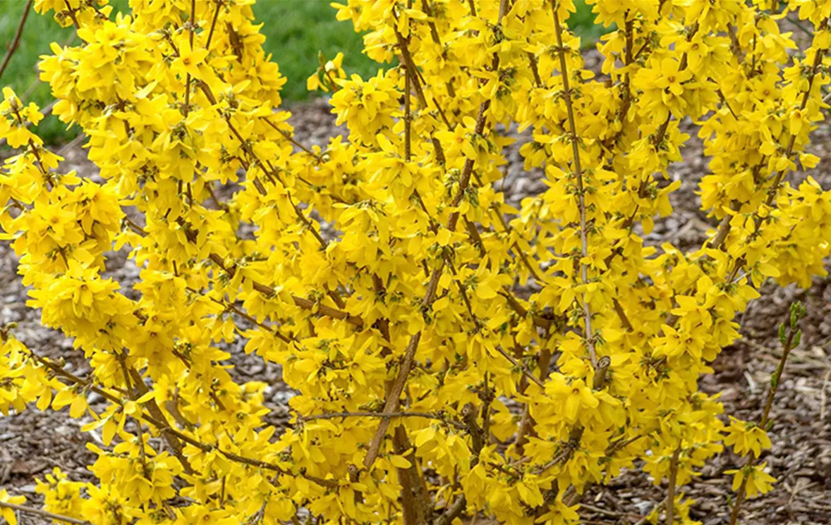 Forsythia2.jpg