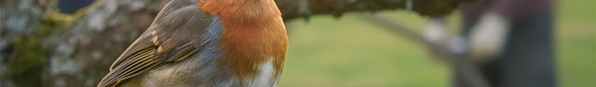 Seminar - Vogelfutter - Rosengut Langerwisch