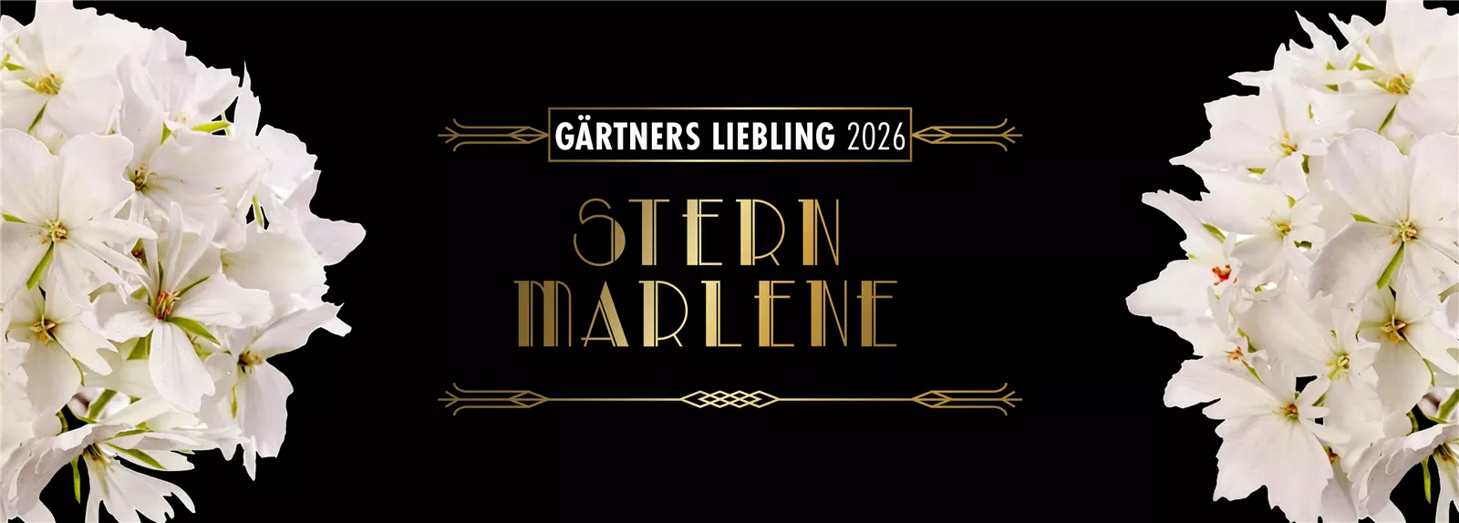 Stern Marlene in sommerlicher Pflanzung auf Balkon oder Terrasse