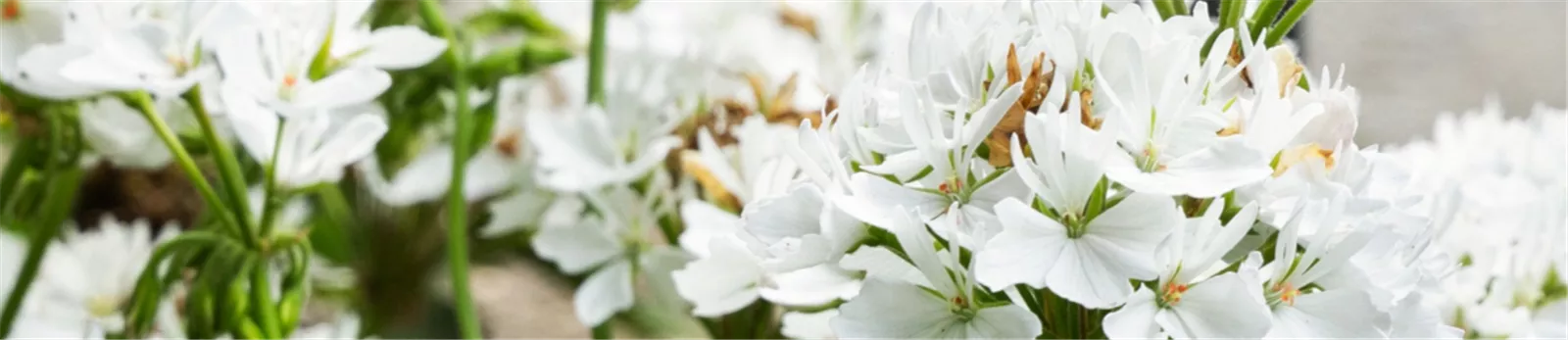 Stern Marlene in einer breiten sommerlichen Pflanzansicht
