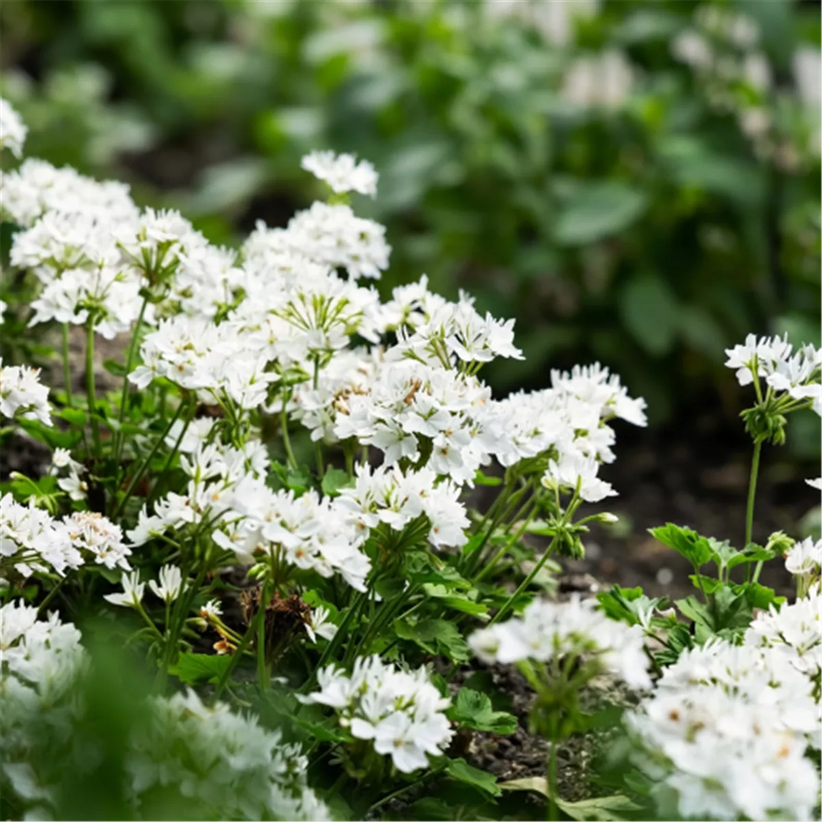 Stern Marlene als sommerliche Pflanze mit besonderer Geschichte
