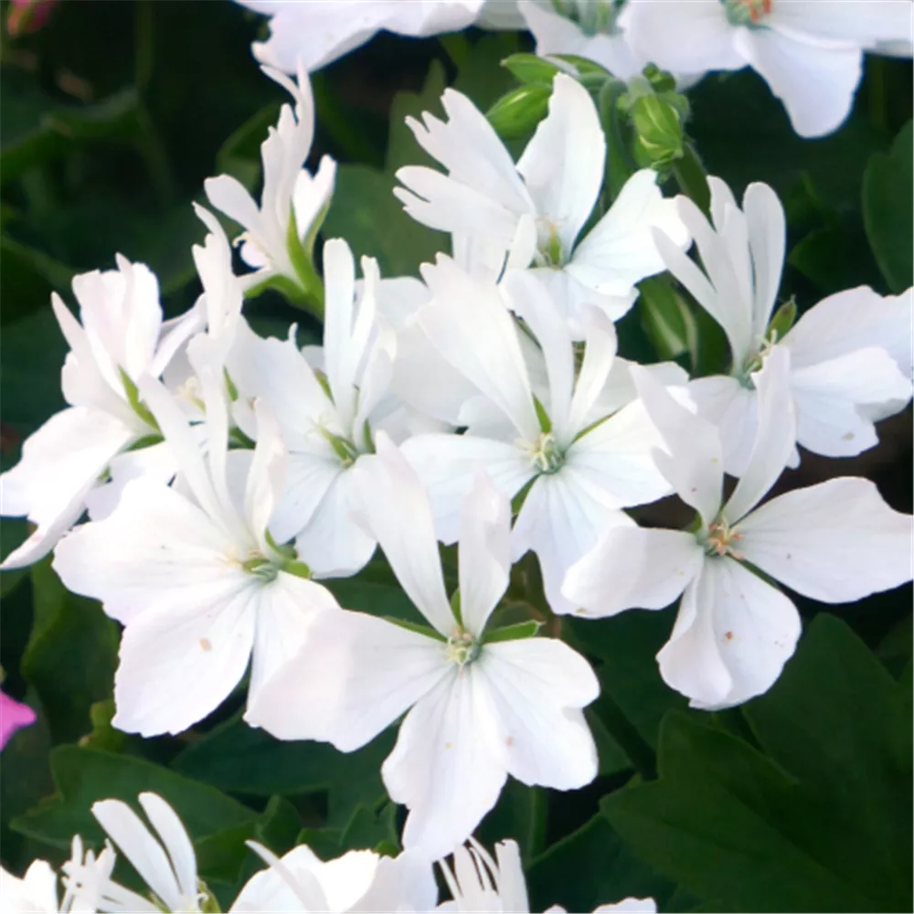 Stern Marlene in Perspektive zwei