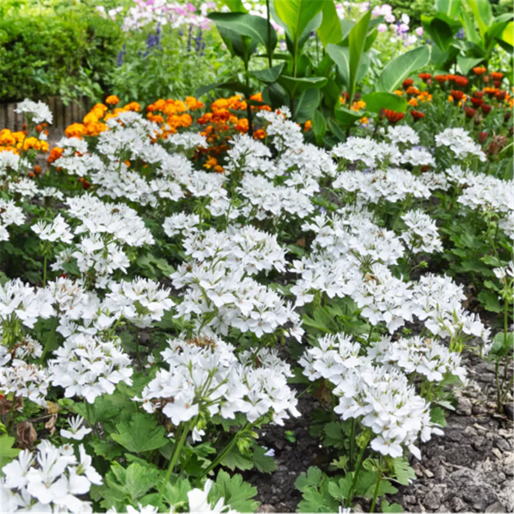 Stern Marlene in Perspektive drei