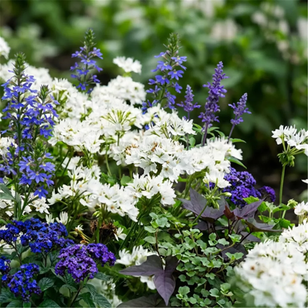 Pflanzidee Berliner Luft mit Stern Marlene und blauen Sommerblumen