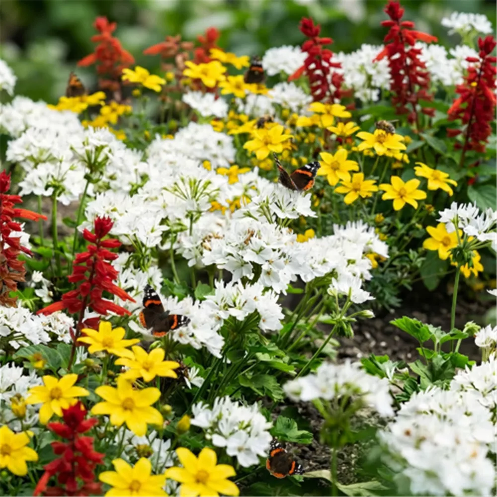 Pflanzidee Flower-Frau mit Stern Marlene in farbstarker Sommerkombination