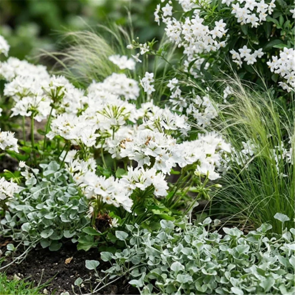 Pflanzidee Weiße Eleganz mit Stern Marlene und silbrigen Begleitpflanzen