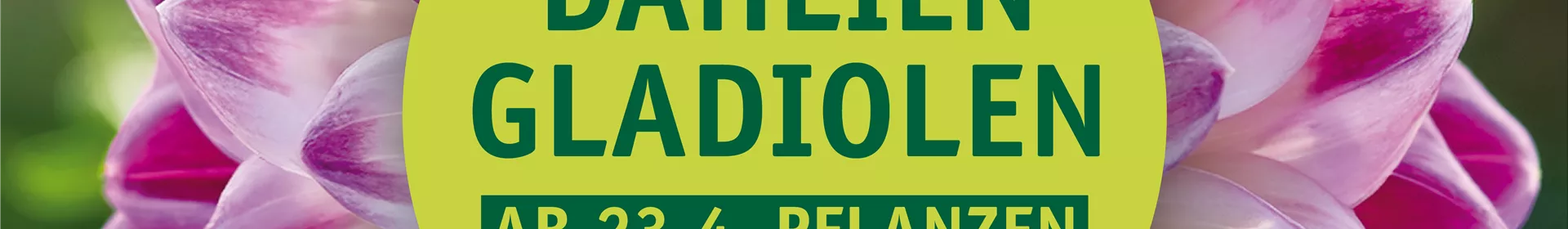 Dahlien und Gladiolen pflanzen – der Sommer kann kommen - Rosengut Langerwisch