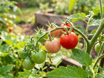 6_Tomaten im Beet.jpg