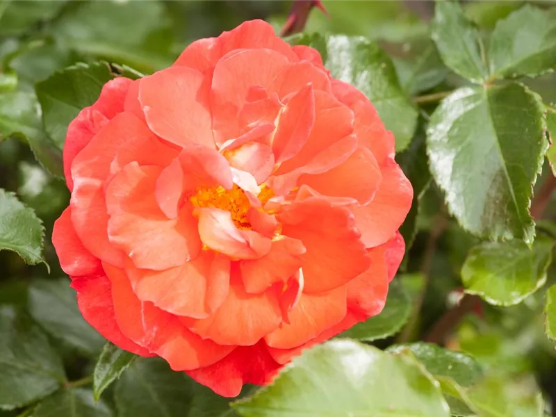 Rosa 'Gebrüder Grimm®'