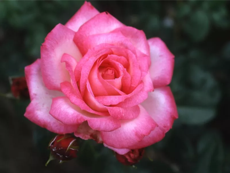 Rosa 'Romantic Siluetta®'