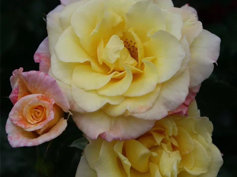 Rosa 'Moonlight®'