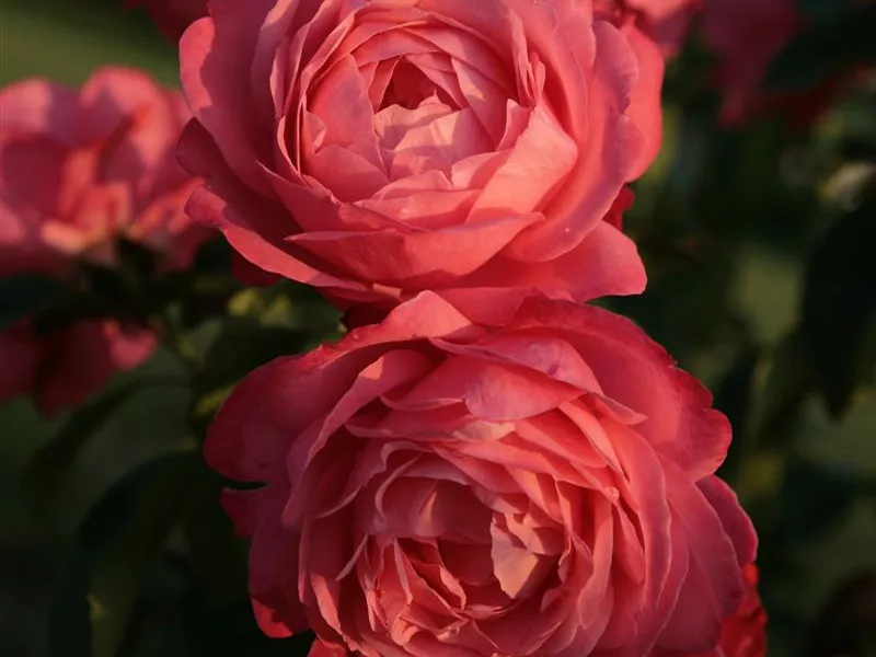 Rosa 'Romantic Siluetta®'