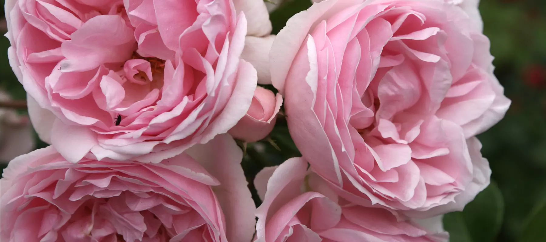 Rosen im Rosengut