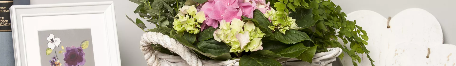 Die beliebtesten Zimmerpflanzen - Rosengut Langerwisch