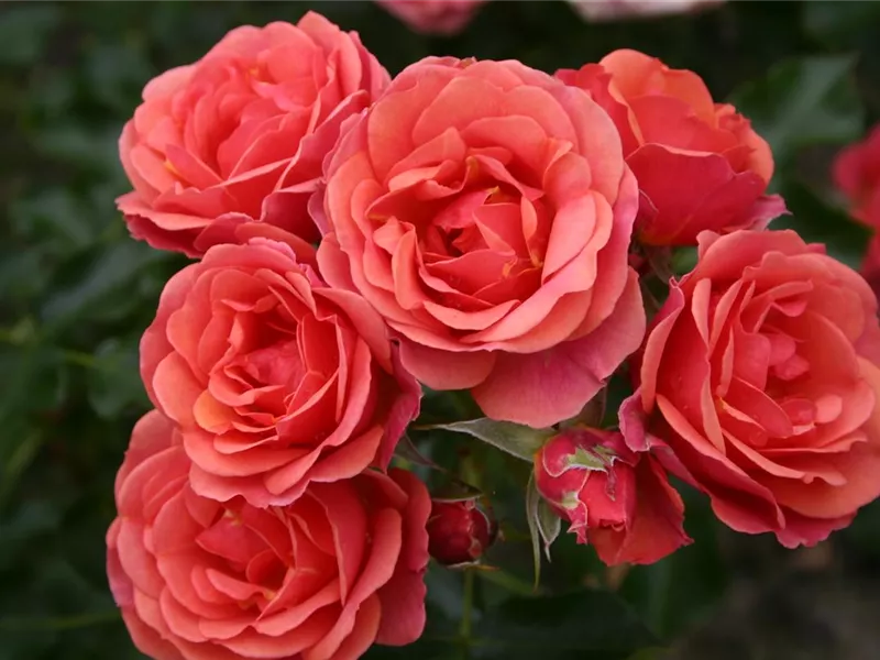 Rosa 'Mandarin 2016®'