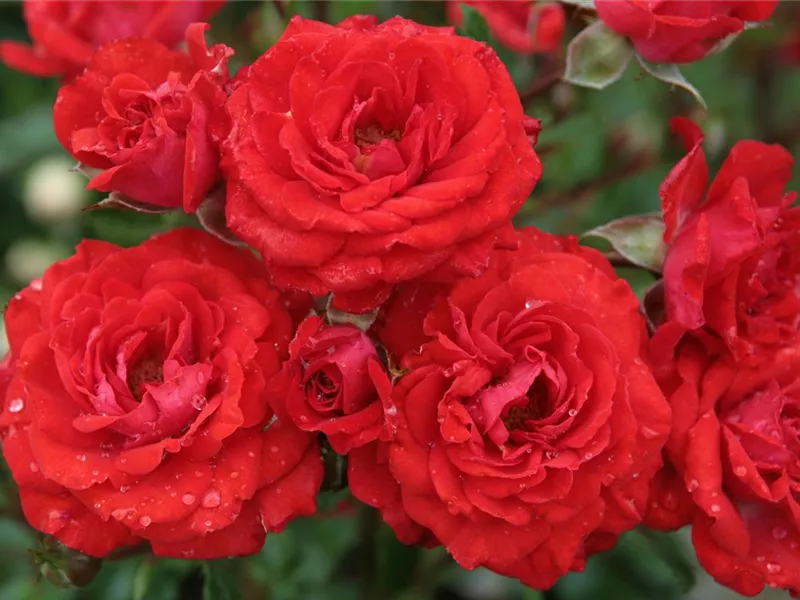Rosa ''Zwergenfee ´09®'