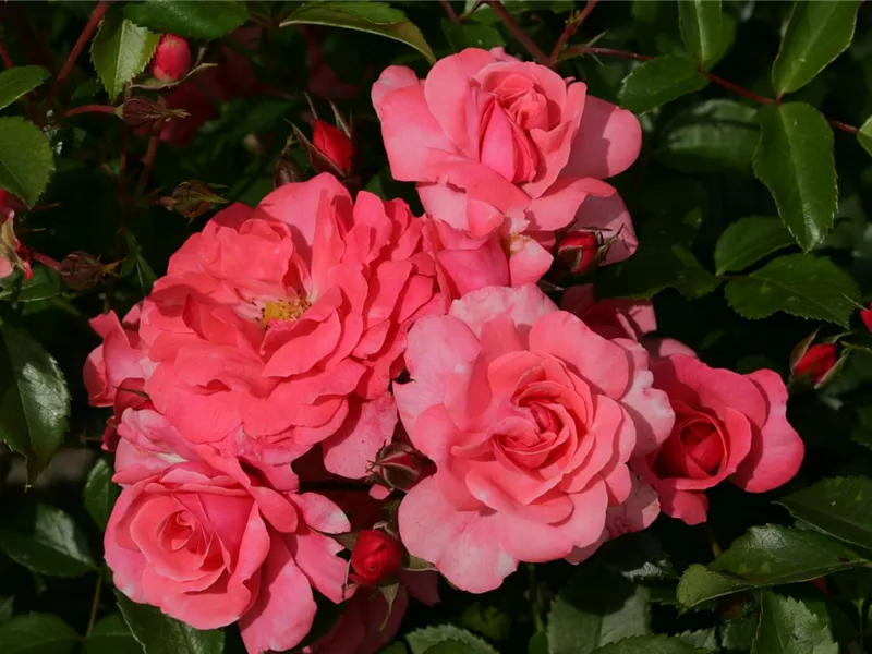 Rosa 'Bad Birnbach®'