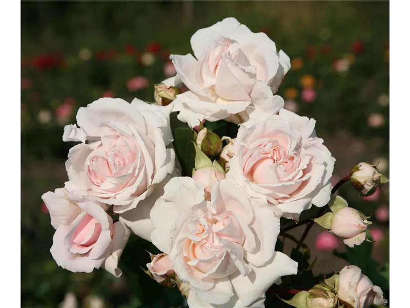 Rosa 'Constanze Mozart®'