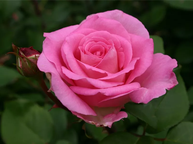 Rosa 'Beverly®'