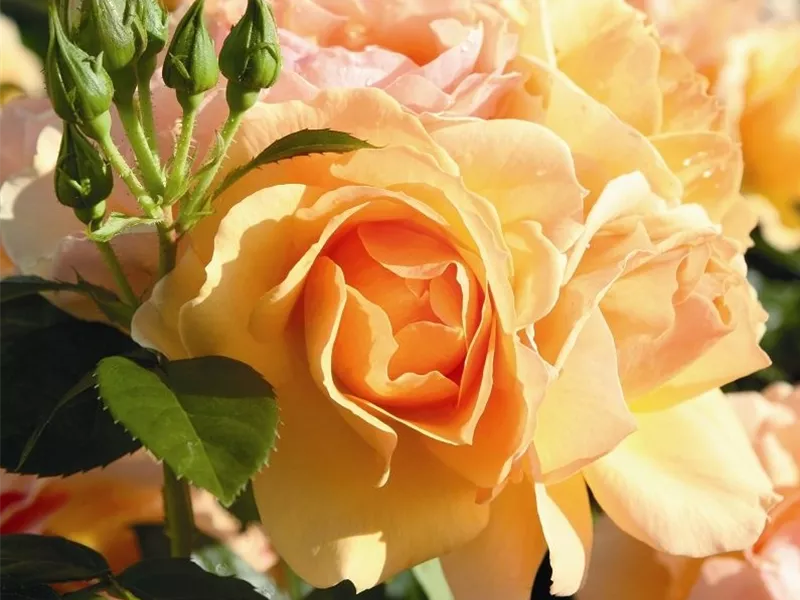 Rosa 'Hansestadt Rostock®'