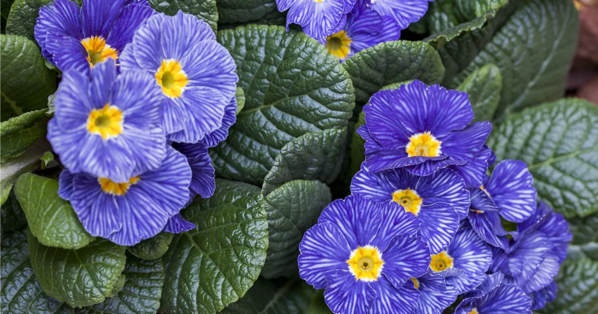 Kissenprimel, Primula acaulis - Rosengut Langerwisch