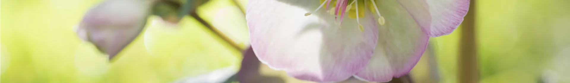 Fleur primeur - zarte Frühlingsgrüße aus dem Blumengarten - Rosengut Langerwisch