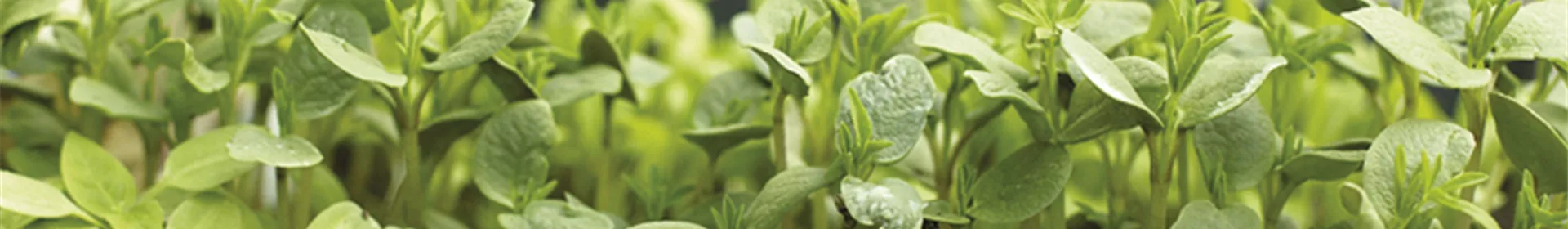 Gartentipps - Rosengut Langerwisch
