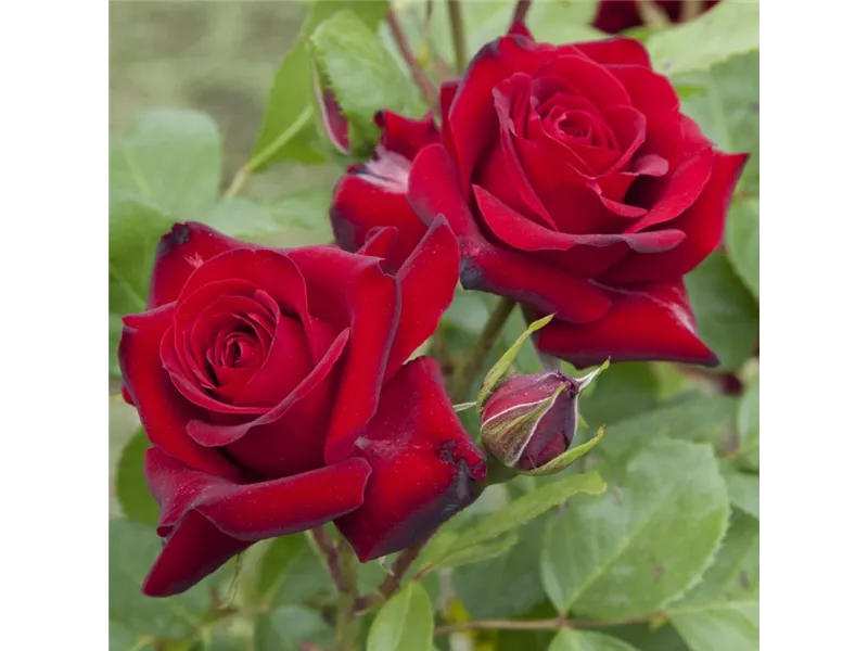 Rosa 'Flame Babylon Eyes®'