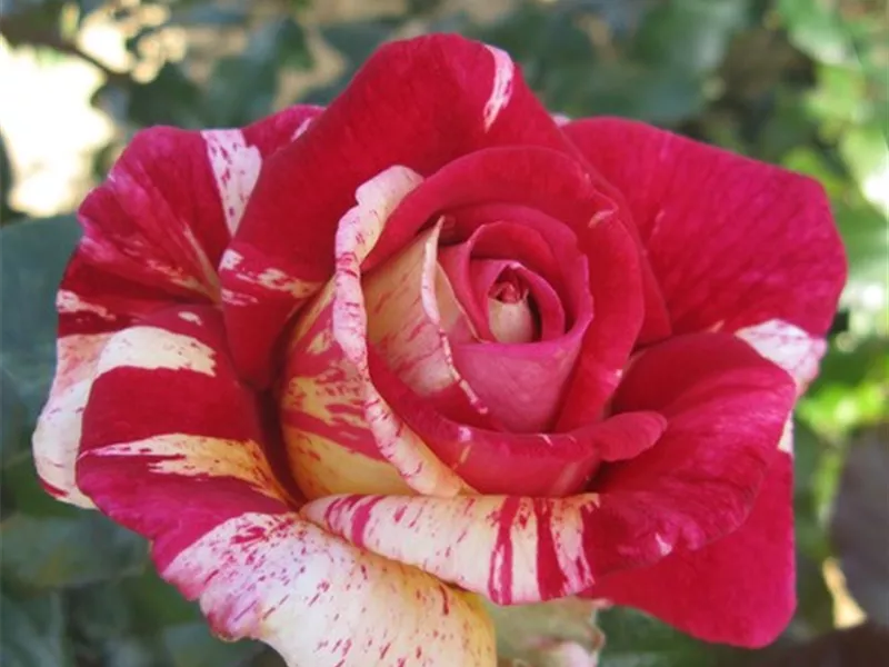 Rosa 'Broceliande'