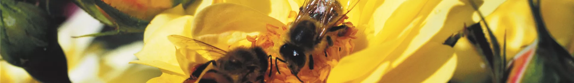 Weltbienen-Tag - Rosengut Langerwisch