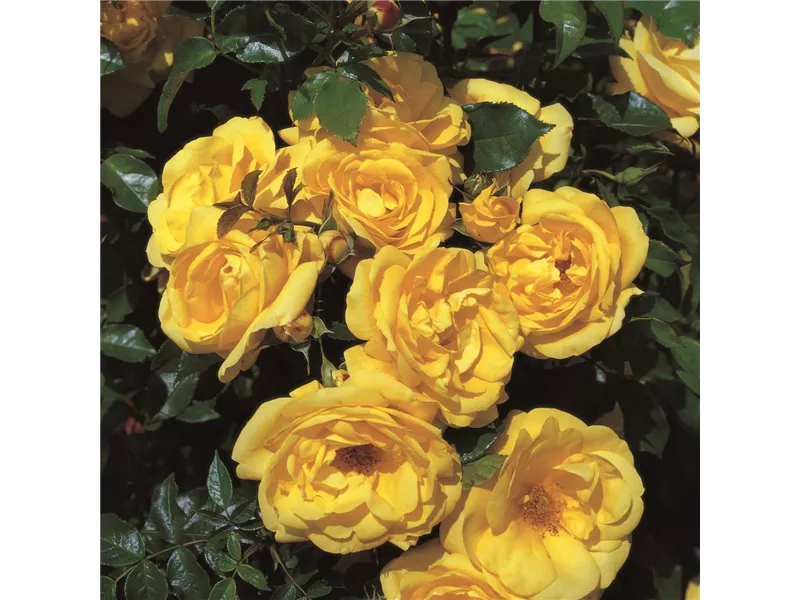 Rosa 'Herkules®'