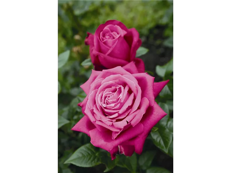 Rosa 'Tropicana®'