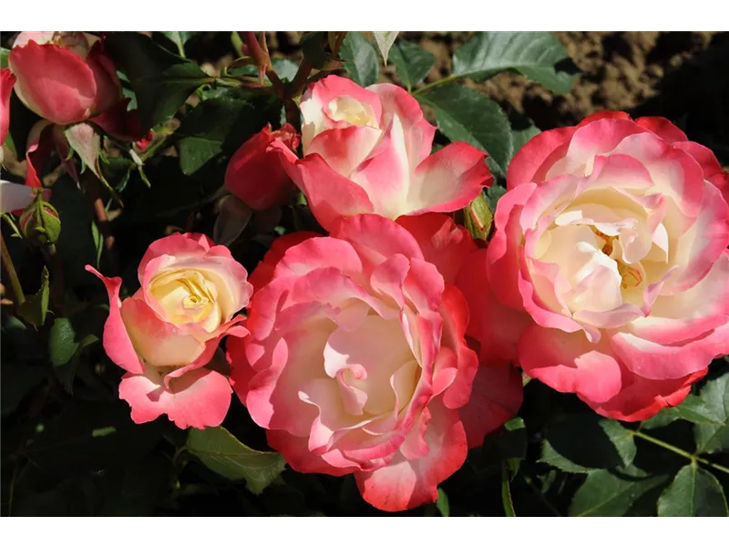 Rosa 'Carmagnole'® delrobla